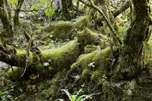 Canary Islands Prints: Rain forest vegetation in the National Park of Garajonay