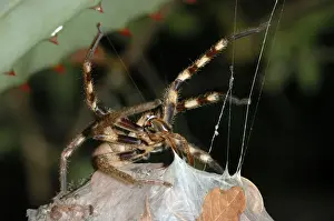 Silk Prints: Rain Spider - Female guarding egg-sac suspended between leaves of aloe