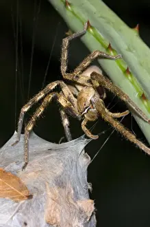 Rain spider. Female guarding egg-sac suspended between leaves of aloe. Nocturnal hunter living in vegetation and often entering houses, attracted by the lights. Capable of biting, non-poisonous. Body length up to 40mm. (Sparassidae)