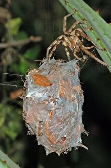 Images Dated 5th March 2005: Rain spider. Female guarding recently hatched spiderlings on egg-sac suspended between leaves of