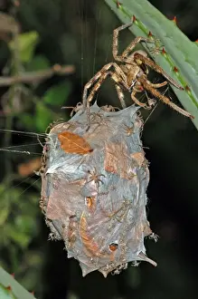 Hatchling Prints: Rain spider. Female guarding recently hatched spiderlings on egg-sac suspended between leaves of aloe