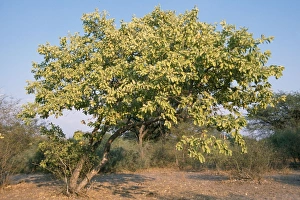 Images Dated 28th July 2006: Rain Tree Botswana, Africa