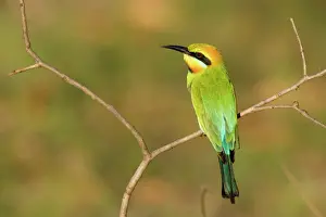 Back View Prints: Rainbow Bee-eater - adult sitting on perch watching for insects to come by