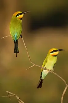 Bee Eater Prints: Rainbow Bee-eater - two adults sitting on perch watching for insects to come by