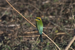 Images Dated 25th June 2004: Rainbow Bee-eater - With bee. At Kununurra, Western Australia. Found throughout Australia