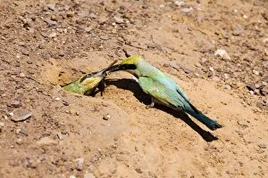 Rainbow Bee-eater - feeding chick