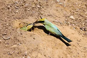 Burrow Prints: Rainbow Bee-eater feeding chick Nesting in the middle of the Mt Barnett camping ground