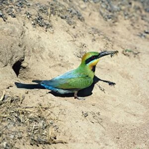 Rainbow Bee-eater - insect in beak