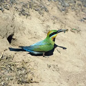 Bee Eater Prints: Rainbow Bee-eater - insect in beak Australia