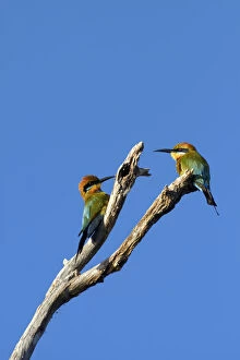 Ornithology Gallery: Rainbow Bee-eater (Merops ornatus), Yellow