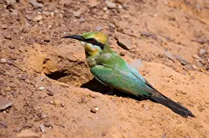 Burrow Prints: Rainbow Bee-eater at nest Nesting in the middle of the Mt Barnett camping ground
