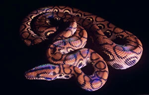 Images Dated 1st March 2006: Rainbow Boa Brazil