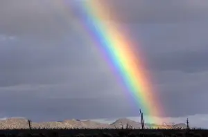 Rainbow in the Central Desert of Baja California, Mexico. Only a few Cirios or Boojum'(Idria columnaris), yuccas and cresote bushes, grow in this region