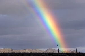 Images Dated 23rd March 2007: Rainbow in the Central Desert of Baja California, Mexico. Only a few Cirios or 'Boojum'