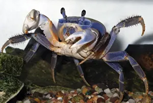 West Africa Prints: Rainbow Crab / Patriot Crab - coastal regions of West Africa