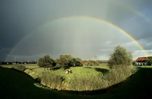 Rainbows Prints: Rainbow over field with cow Manipulated image - removed shadow of photographer in foreground