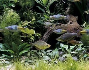 Images Dated 3rd August 2005: Rainbow Fish in Aquarium tank