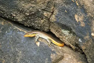 Skinks Prints: Rainbow / Five-lined Skink Zimbabwe
