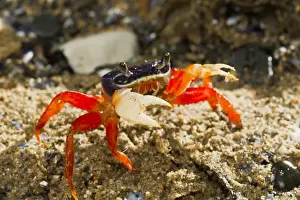 Seabed Prints: Rainbow / Halloween / Moon Crab - close up - controlled conditions 14592