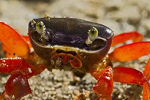 Seabed Prints: Rainbow / Halloween / Moon Crab - close up - controlled conditions 14604