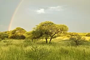 Rainbow - In Kalahari - Botswana