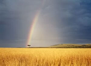 Images Dated 24th May 2004: Rainbow Kenya, Africa