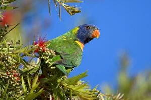 Images Dated 30th September 2008: Rainbow Lorikeet - adult sitting on a blooming Bottle Brush Tree - Hervey Bay, Queensland, Australia