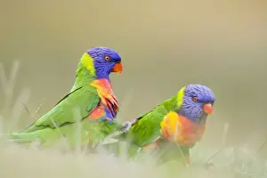 Lorikeet Prints: Rainbow Lorikeet - Two birds feeding on crumbs left on the ground - Queensland, Australia