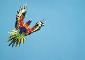 Feather Collection: Rainbow Lorikeet / Blue Mountain
