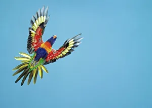 Feather Collection: Rainbow Lorikeet / Blue Mountain