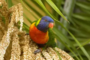 Lorikeet Prints: Rainbow Lorikeet - colourful adult sitting on a palm tree about to eat seeds - Hervey Bay