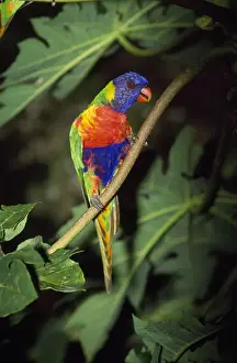 Lorikeet Prints: Rainbow Lorikeet Distribution: Eastern Australia