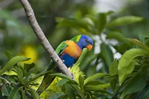 Lorikeet Prints: Rainbow Lorikeet feeding Common in eastern and southern parts of Australia