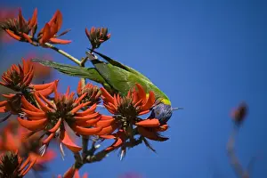 Rainbow Lorikeet Feeding in one of a long row of trees along the Swan River, Perth. This species does not occur naturally in Western Australia and the birds in Perth are from cage escapes