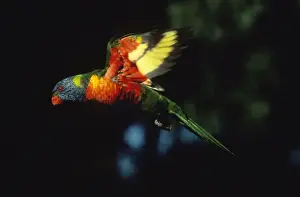 Lorikeet Prints: Rainbow Lorikeet - in flight Australia
