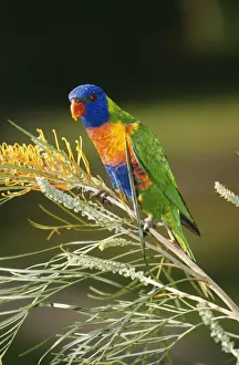Rainbow Lorikeet On Grevillea flowers, Australia