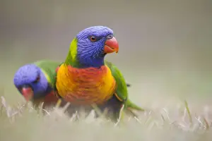 Lorikeet Prints: Rainbow Lorikeet Groundlevel image. Queensland, Australia