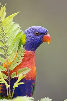 Lorikeet Prints: Rainbow Lorikeet Peering from behind a leaf. Queensland, Australia