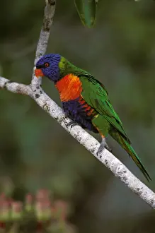 Lorikeet Prints: Rainbow Lorikeet - Perched on branch - Australia, Wallacea to Vanuatu, Australia JPF52664