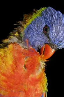 Brisbane Prints: Rainbow Lorikeet - preening - Brisbane, Queensland, Australia. 20080708Db_EL_025