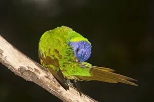 Images Dated 30th May 2008: Rainbow Lorikeet - preens itself after a rain-shower. The green areas of its plumage turn brown