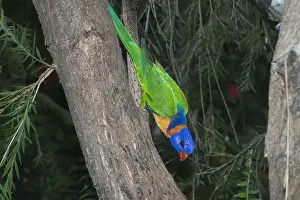 Rainbow Lorikeet - or Red-collared Lorikeet. This red collared form is sometimes given full species status or is lumped with Rainbow Lorikeet as a subspecies. Feeds on orchard fruit eg mangoes