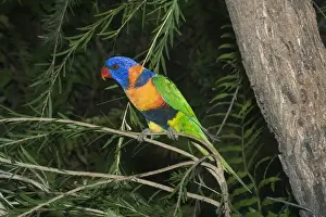 Rainbow Lorikeet - or Red-collared Lorikeet. This red collared form is sometimes given full species status or is lumped with Rainbow Lorikeet as a subspecies. Feeds on orchard fruit eg mangoes