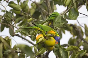 Rainbow Lorikeets - feeding on a persimmon - orchard near Malanda - Queensland - Australia