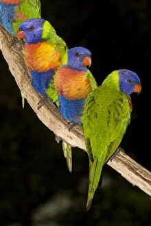 Images Dated 4th May 2010: Rainbow Lorikeets - wait near a bird feeder for their morning seeds
