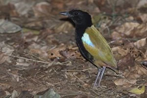 Rainbow Pitta foraging on the forest floor Lee Point