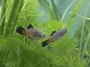 Rainbow platy – pair side view by weeds- tropical freshwater - variant 002627
