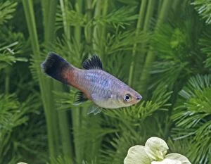 Rainbow platy - side view by weeds