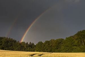 Rainbow - over ripening cornfield
