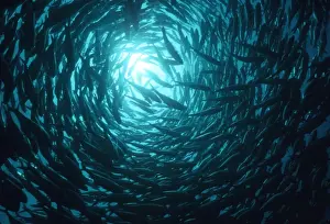 Marine Prints: Rainbow Runners - School. Rainbow Runners are considered a good bait fish They grow to 170 cm